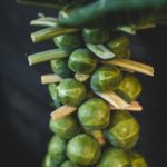 pied de choux de bruxelles